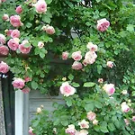 B&B Les Petits Matins Bleus - D'hotes 