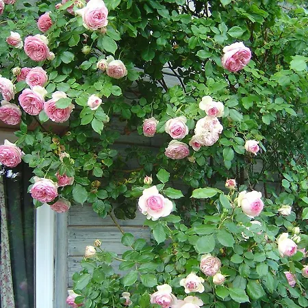 Couette-café Les Petits Matins Bleus - D'hôtes Les Pommiers