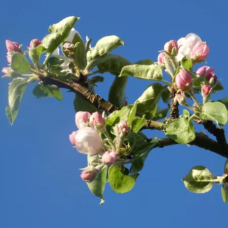 Oda ve Kahvaltı Les Petits Matins Bleus - D'hotes 