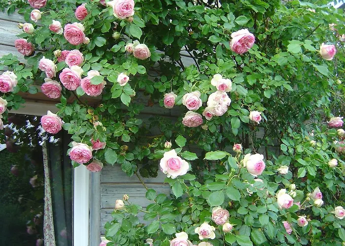 Bed and breakfast Les Petits Matins Bleus - D'hotes 