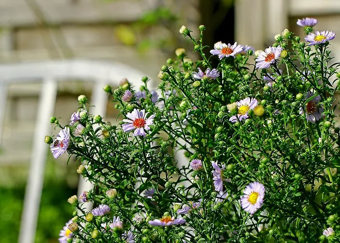 Les Petits Matins Bleus - D'hôtes Les Pommiers